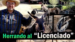 Tambien a los Burritos los Herramos  Herrando a un Burro en el Ranchito de los Rios [upl. by Ynohtona]