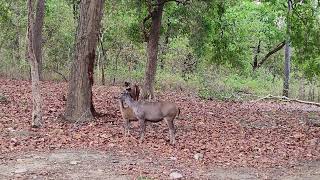 Shambhar Deer park tiger Attack  Jim Corbett National Park  BijraniZone Corbetttigerreserveuk [upl. by Faso508]