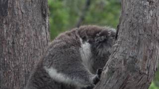 Violent koala interaction [upl. by Jacobsohn]