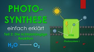 2 Die lichtabhängige Reaktion  PHOTOSYNTHESE einfach erklärt [upl. by Columbyne]