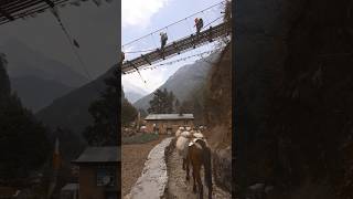 Sherpa village  Everest Base Camp Trek [upl. by Lottie]