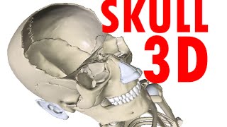 Skull Anatomy  Bones and Structures  Head Anatomy 1 [upl. by Vivyan]