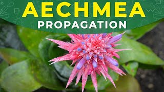 AECHMEA FASCIATA PROPAGATION  Roots formation care conditions [upl. by Einnej188]