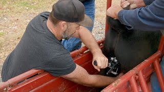 How we band larger bulls on the RanchBloodless Calicrate bander technique [upl. by Llerrod]