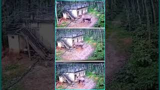 ELEPHANT ATTACK  CC TV Footage  Kerala  Only Shorts Videos shorts youtubeshorts animals [upl. by Ward]