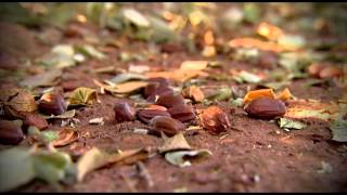 Our Jojoba Farm [upl. by Eninnaej246]