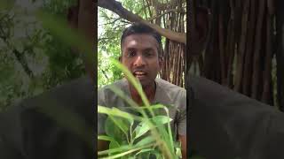 Online Plant Shopping In India  Ambuli Plant Shop  Online Plants  Gardening  Plants  Tamil [upl. by Attennot838]