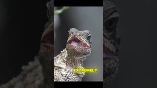 Horn Lizard can Shoot Blood🤯 from his Eyes👀 animal facts [upl. by Pelpel398]