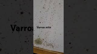 Varroa Mite [upl. by Sherie]