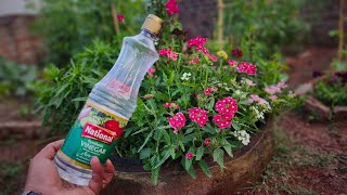 If you use Vinegar in the Garden these 8 Miracles will happen [upl. by Dlonyar]