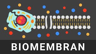 Biomembran Aufbau amp Funktion einfach erklärt  Zellmembran und Membranproteine [upl. by Hadlee]