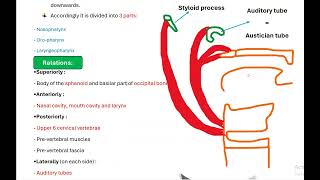 Anatomy of pharynx part one [upl. by Gnues]