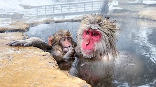 Japanese Onsen Ryokan Where You Can Bathe with Snow Monkeys🐒♨️  Jigokudani Snow Monkey Park  ASMR [upl. by Lerual]