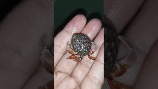 Beautifull Red Rugosus Hermit Crab Hero misteri mistis kelomang keong kelomangdarat animals [upl. by Divd622]