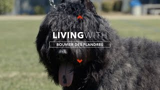 ALL ABOUT LIVING WITH BOUVIER DES FLANDRES [upl. by Diego959]