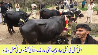 High breed niliravi chichawatani Arifwala Buffaloes punjab pakistan Dongi kotli mirpur azad kashmir [upl. by Helene]