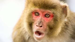 Monkey Sounds Monkey Noises Monkey Sound Effects Monkey Voice [upl. by Sihonn]