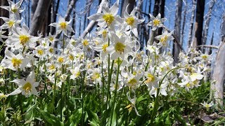 Unbelievable Avalanche Lilly Display Mt Hood Vista Ridge [upl. by Neehcas563]