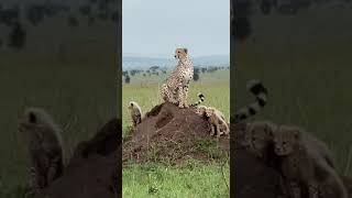 Cheetah Mom Introduces Her Cubs to the Savanna [upl. by Niko]