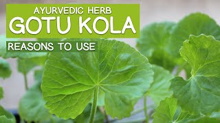 GOTU KOLA Ayurvedic Herb  6 Main Reasons to Use [upl. by Gladys]