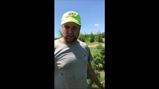 How To Prune a White Pine Tree [upl. by Eizzil]