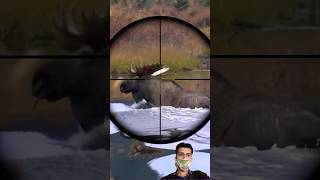 Moose Bull Hunting moose moosehunting hunting [upl. by Llenoj]