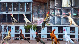 Biggest Aseel Farm in Peshawar  Top Quality Birds  Hera Aseel Biggest Farm  Breeding Farm [upl. by Trill293]