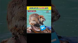 Why this animal has so flat tail 🦫 Beaver 🦫 2 Facts About It ॥ Virendra Pankaj facts shorts [upl. by Enneirdna]