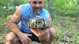 Timber rattlesnake [upl. by Atwater]