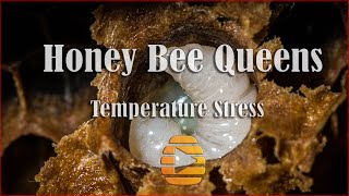 Apis mellifera Honey Bee Queens Overheating  Temperature Stress In Apiaries  Beekeeping [upl. by Dnalkrik118]