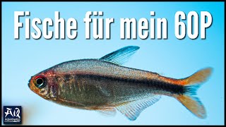 Welche Fische für mein 60cm Aquarium  AquaOwner [upl. by Nalloh616]