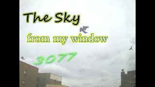 Timelapse East view from window 24hrs queens NY USA 11232024 moon sirius [upl. by Inalak]