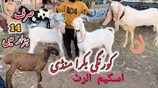 KORANGI BAKRA MANDI cheapest ratesđź± [upl. by Janiuszck]