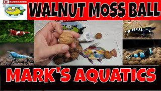 HOW TO MAKE MOSS BALLS WITH A WALNUT 🍑 [upl. by Gibbie]