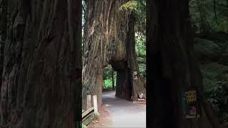 Redwood National Forest drive Must see [upl. by Teerpnam]