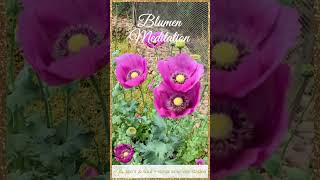 Blumenmeditation Mohn [upl. by Bethanne]