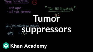 Tumor suppressors  Biomolecules  MCAT  Khan Academy [upl. by Saeger]