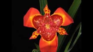 Tigridia pavonia 1080p esp [upl. by Maclaine]