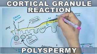 Cortical Reaction in Sea Urchin  Slow Blocks to Polyspermy [upl. by Savihc247]