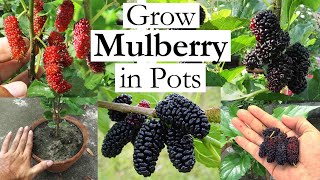 Grow Mulberry in Containers  How to Grow Mulberry Tree in Pots  Growing Mulberries at Home [upl. by Calva]