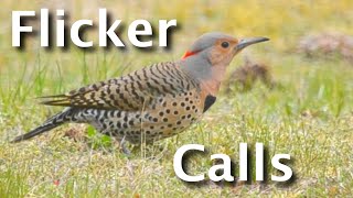 Northern Flicker Calls Explained 4 Sounds amp What They Tell You [upl. by Nimajnab]