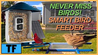 Dzees SMART BIRD FEEDER Review Birdwatching Camera with AI To Identify Birds  Best Bird Feeder [upl. by Luing]