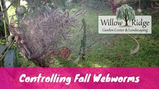 How To Control Fall Webworms [upl. by Anitsyrc]