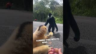 A Gibbons Gesture of Friendship [upl. by Spalding]