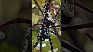 FEMELLE ou MÂLE araignée Néphile  😱 terrario nature madagascar halloween spider animals bugs [upl. by Ruthi]