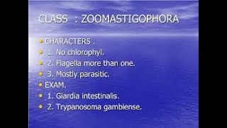 Class zoomastigophora  Trypanosomes [upl. by Germano504]