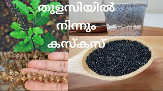 How To Make Kaskas From Thulasi  എങ്ങനെ തുളസിയിൽ നിന്നും കസ്കസ് ഉണ്ടാക്കാം [upl. by Attenna]