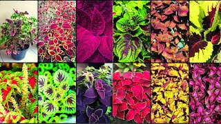 COLEUS VARIETIES  Plants Weekly [upl. by Aaberg]