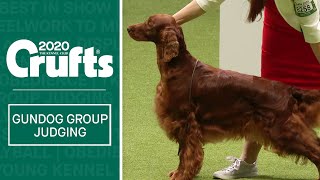 Gundog Group Judging  Crufts 2020 [upl. by Eeloj]