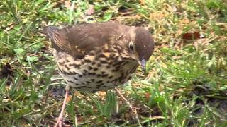 Wildlife  Song Thrush Listening for Worms [upl. by Ahiel787]